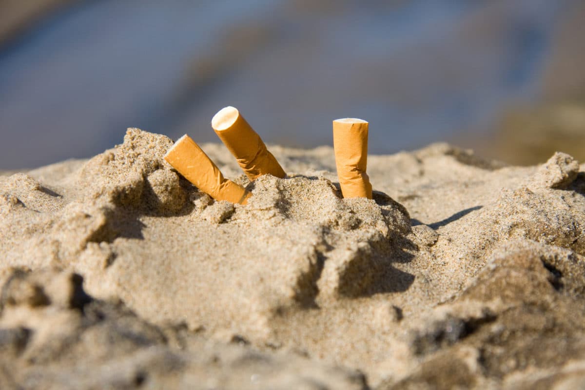 Mégots de cigarettes jetés dans la nature